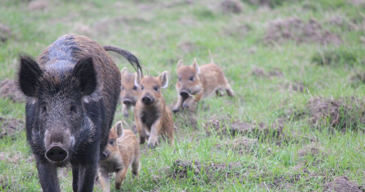 WildschweinAlarm So schützt du deinen Garten mit einem einfachen Trick